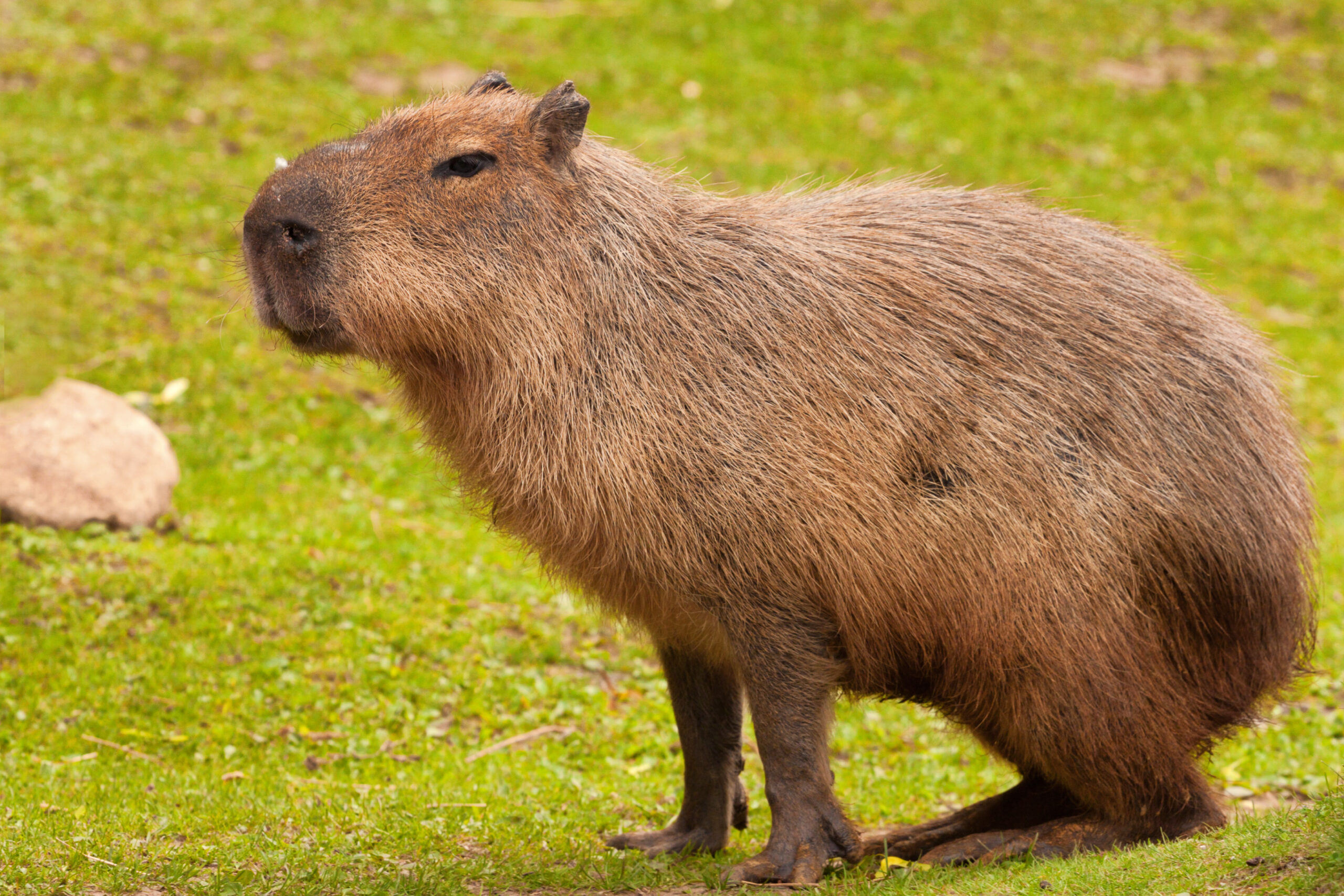 Capivara on Pinterest