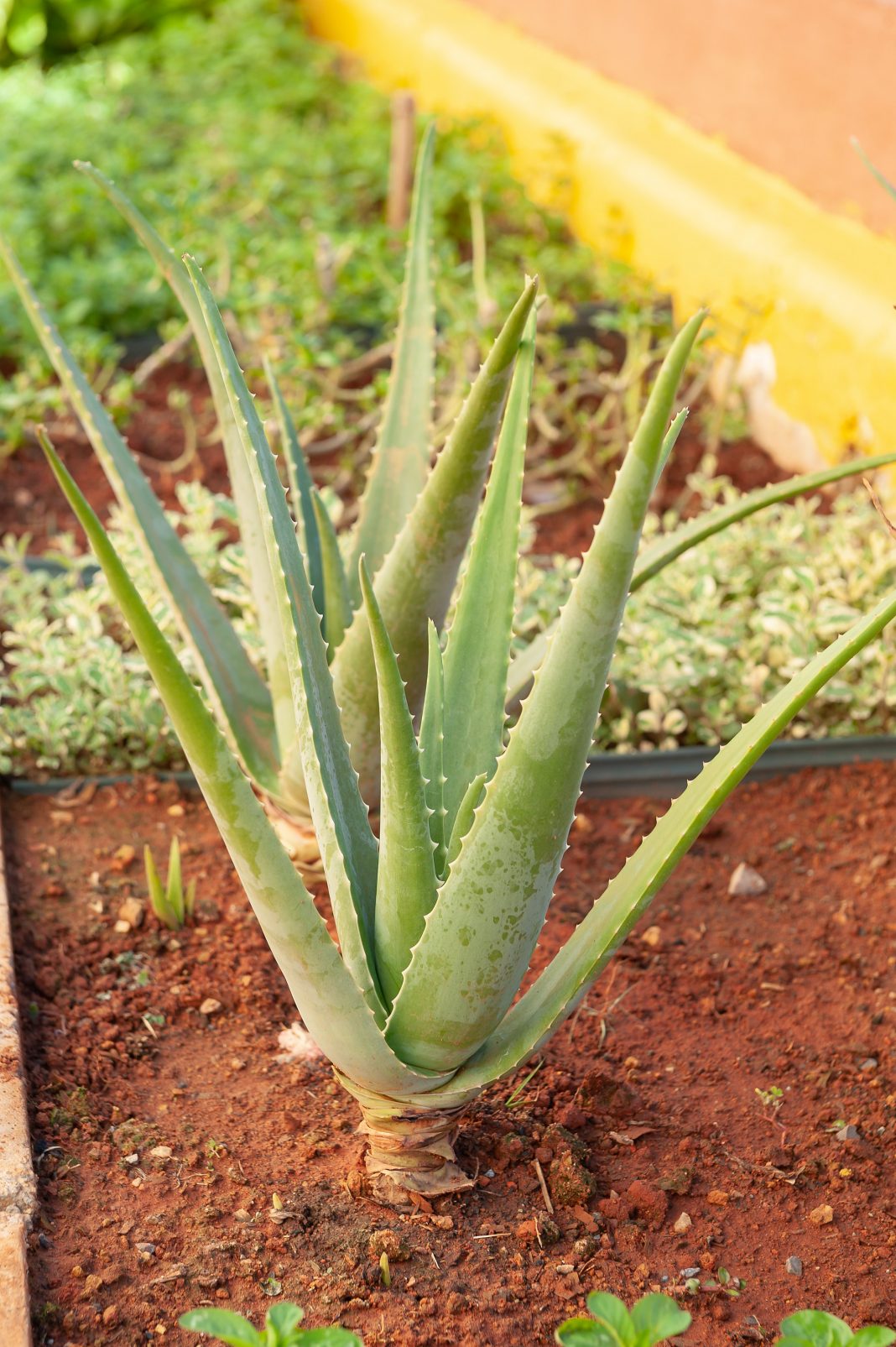 JK Shopping realiza oficina gratuita sobre propriedades terapêuticas de plantas