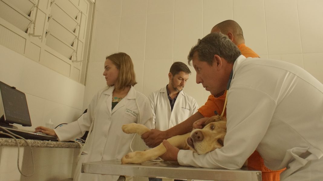 Cães que trabalharam nos resgates em Brumadinho passaram por exames no Hospital Veterinário do Uniceplac nessa manhã