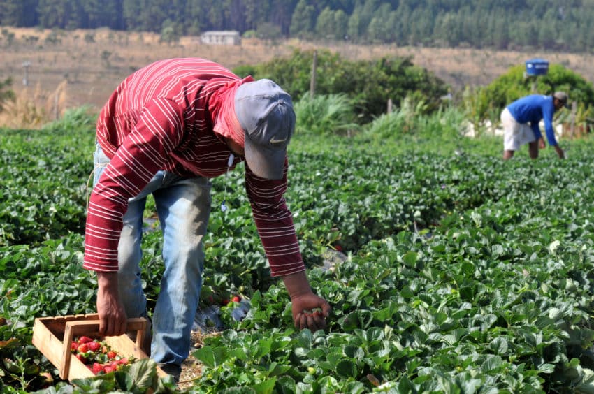 Prefeito Hildo do Candango incentiva a agricultura no município