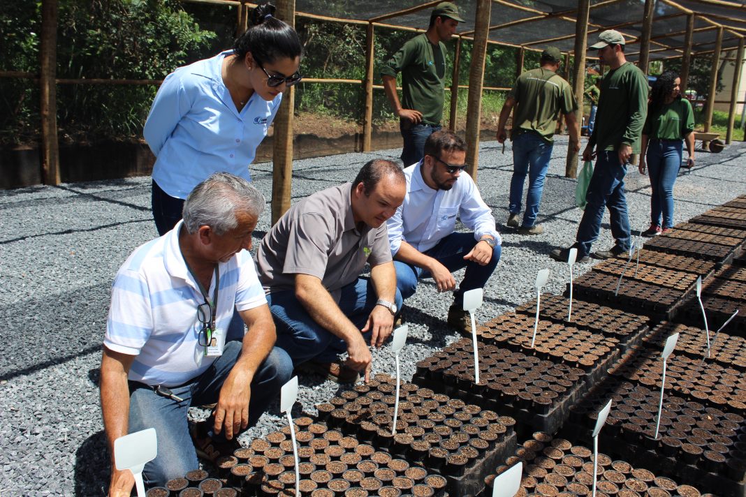 Viveiro da UCA produz espécies nativas do Cerrado