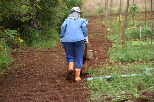 Cerrado Alerta: Homens, animais e agricultores realizam adaptações para conviver com o período da seca Cerrado Alerta: Homens, animais e agricultores realizam adaptações para conviver com o período da seca
