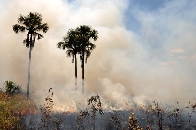 Observadores de Fumaça é lançado pelo Brasília Ambiental