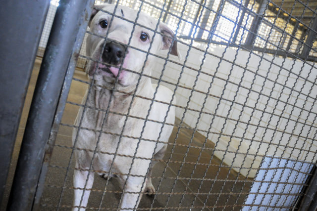 Adote um bichinho: cães acolhidos na Zoonozes aguardam novo lar Adote um bichinho: cães acolhidos na Zoonozes aguardam novo lar