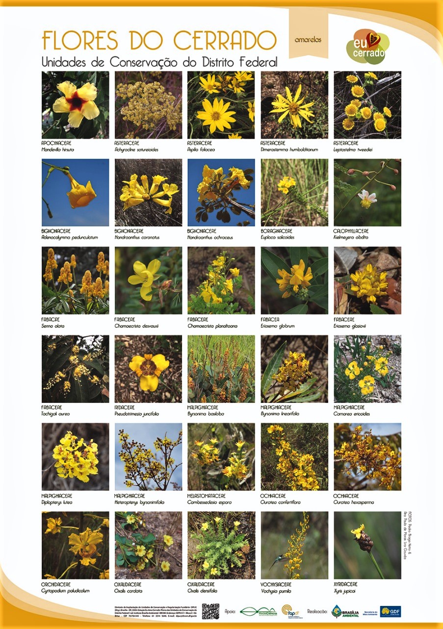 Coleção Flores: a beleza nativa do Cerrado em cartaz Coleção Flores: a beleza nativa do Cerrado em cartaz