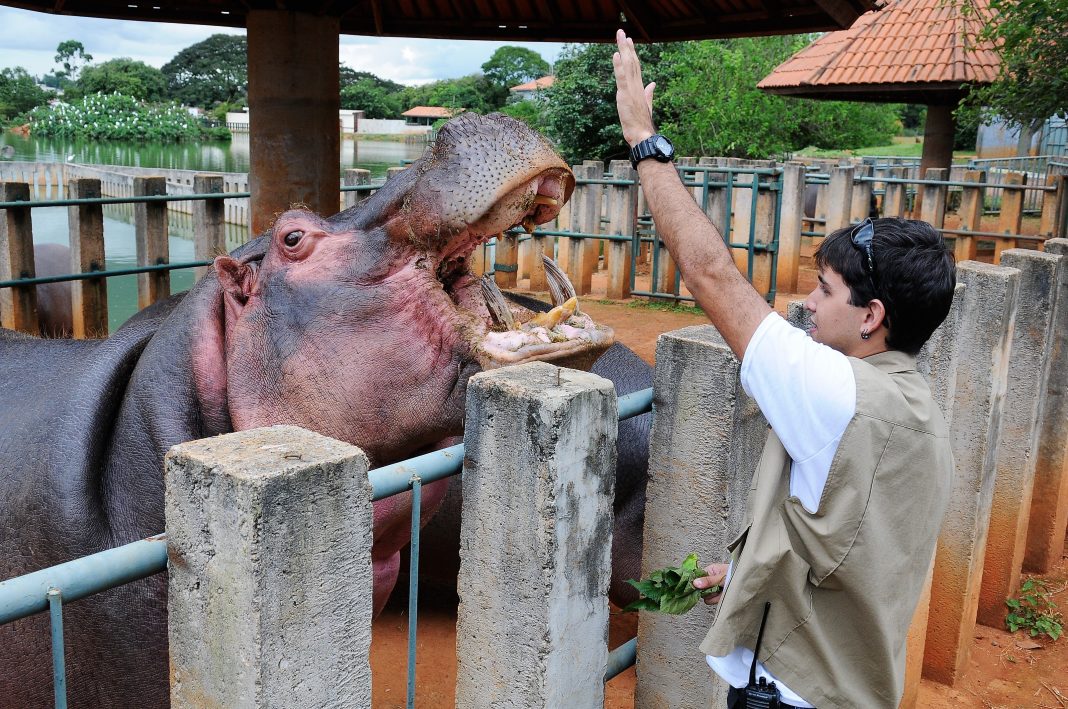 Zoológico de Brasília reabre para visitação Zoológico de Brasília reabre para visitação