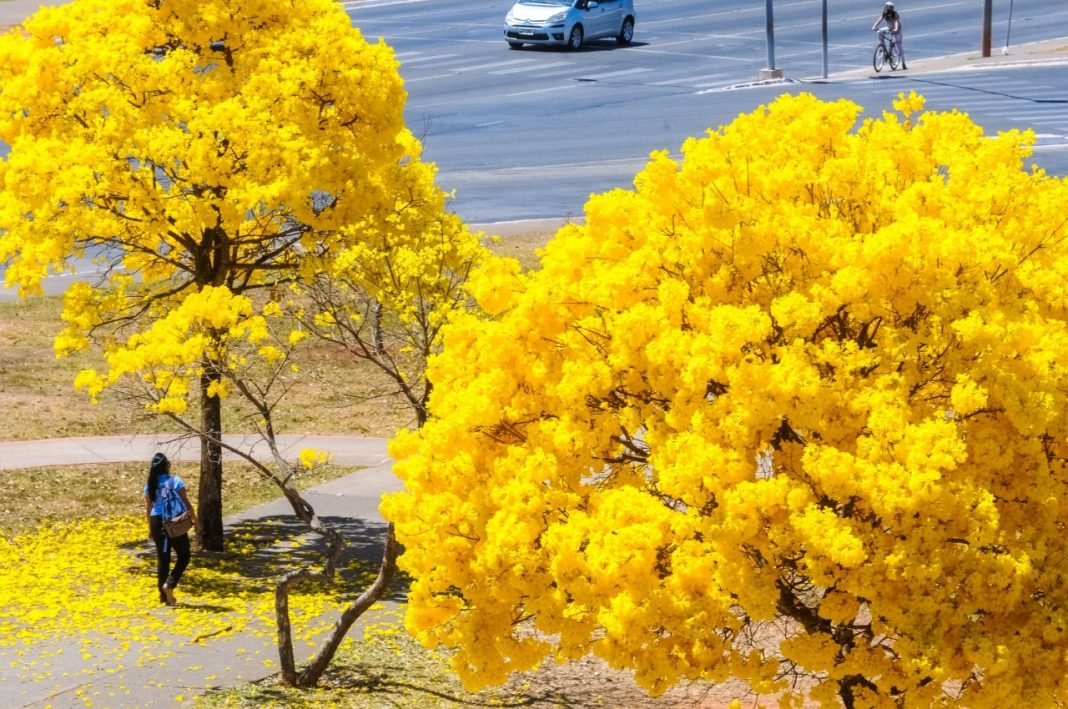 Ipês colorem o DF na seca, a caminho da primavera Ipês colorem o DF na seca, a caminho da primavera