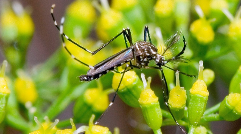 Estado intensifica apoio no controle do Aedes aegypti Estado intensifica apoio no controle do Aedes aegypti