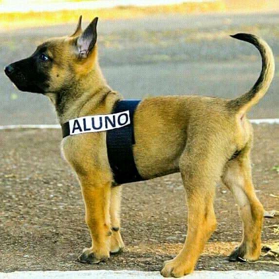 Reforço de quatro patas: cães são treinados para atuar na PM