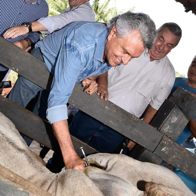 Governo de Goiás destaca importância da campanha de vacinação contra aftosa em novembro Governo de Goiás destaca importância da campanha de vacinação contra aftosa em novembro