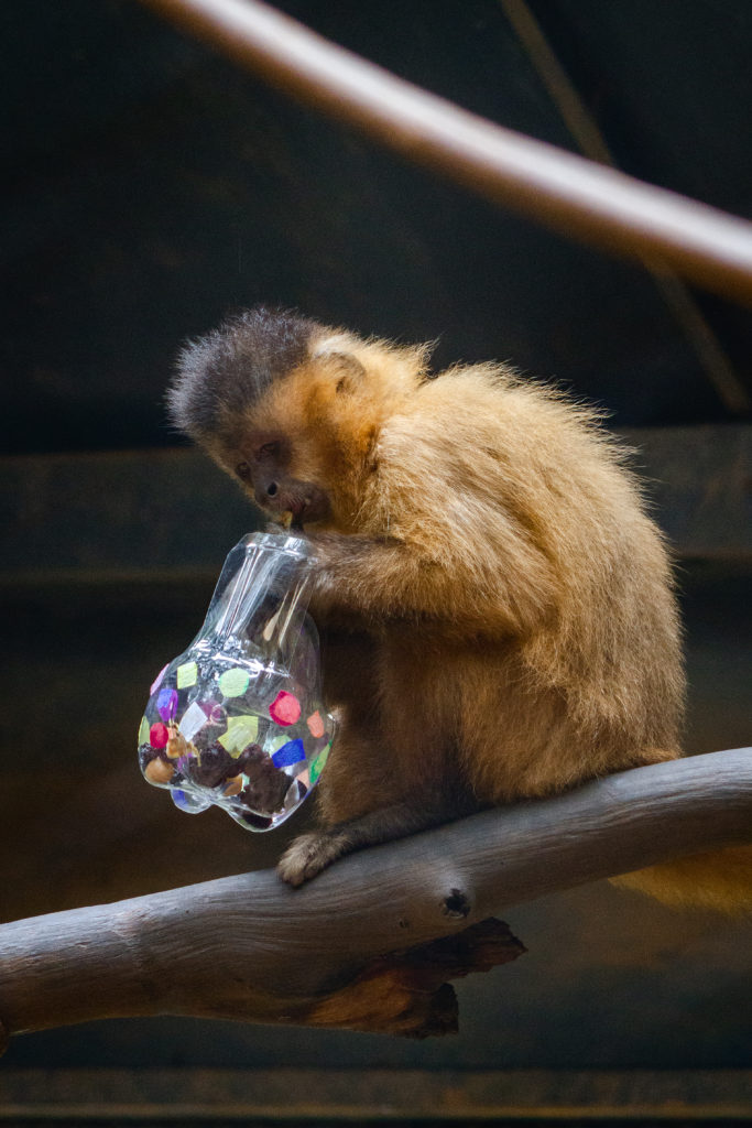 Animais do Zoológico de Brasília ganham presentes de Natal