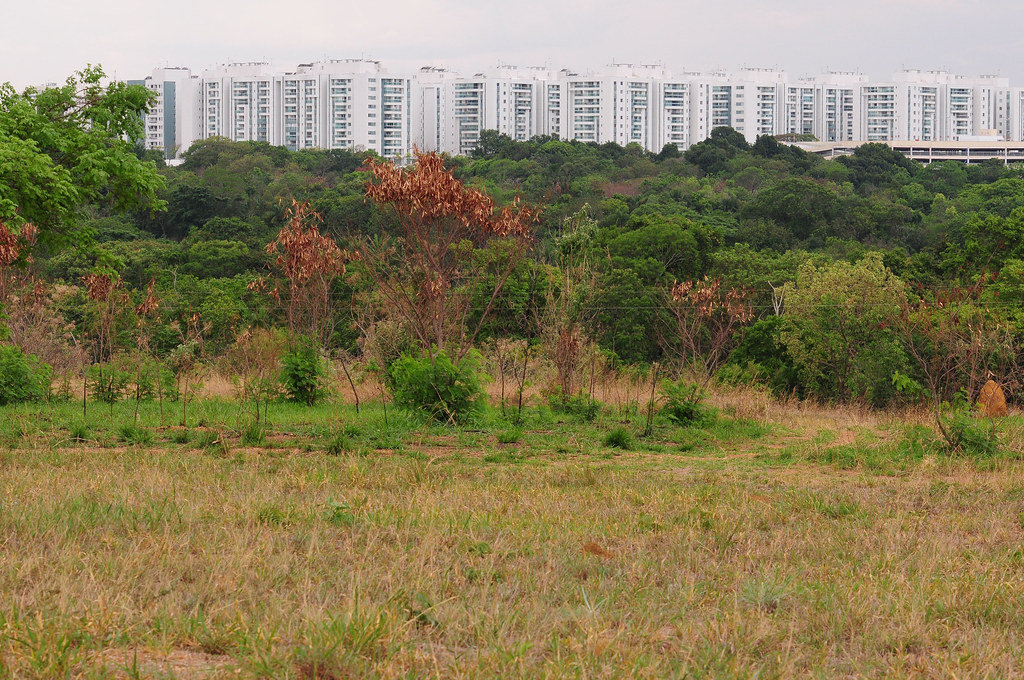 Comitê de Voluntariado da CLDF vai plantar 500 árvores em parque do Guará Comitê de Voluntariado da CLDF vai plantar 500 árvores em parque do Guará