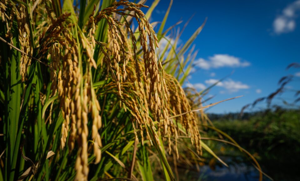Goiás deve aumentar área plantada de soja, arroz e feijão