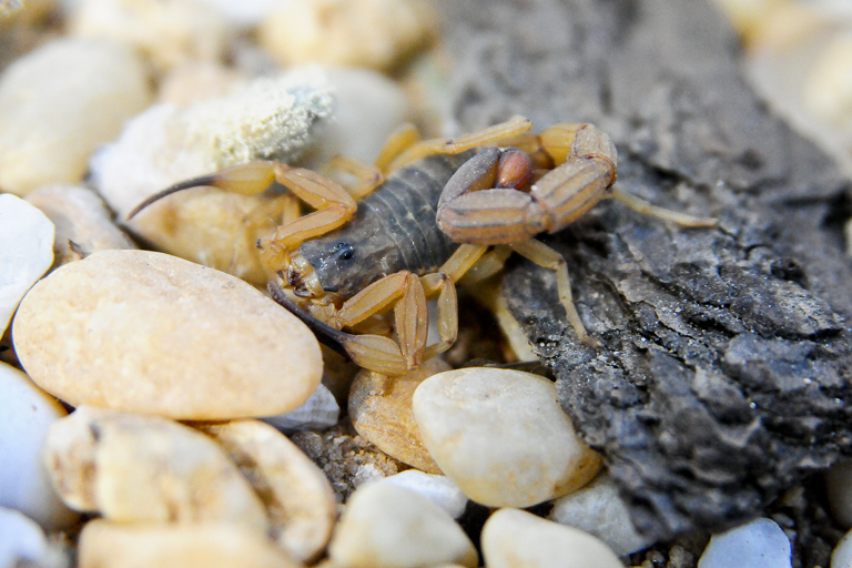 Saúde registra 2,2 mil acidentes com animais peçonhentos