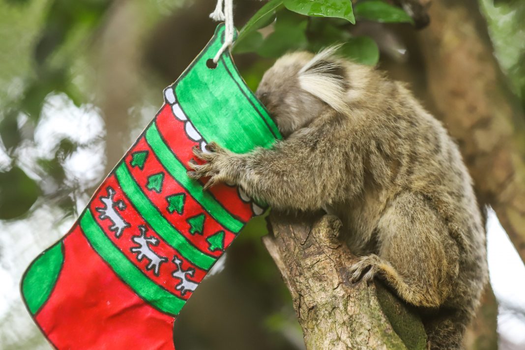 Zoo abre dispensa de licitação para aquisição de rações Zoo abre dispensa de licitação para aquisição de rações