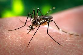 Prefeitura prioriza combate e prevenção do Aedes aegypti em Águas Lindas de Goiás Prefeitura prioriza combate e prevenção do Aedes aegypti em Águas Lindas de Goiás
