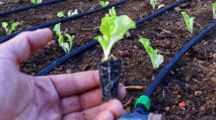 Gama: campeão no cultivo de alface Gama: campeão no cultivo de alface
