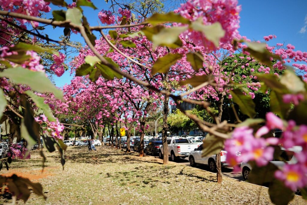 Calendário de flores e cores é cultivado no Distrito Federal Calendário de flores e cores é cultivado no Distrito Federal