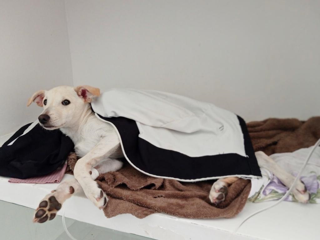 Nova campanha de castração será aberta na terça-feira (29)