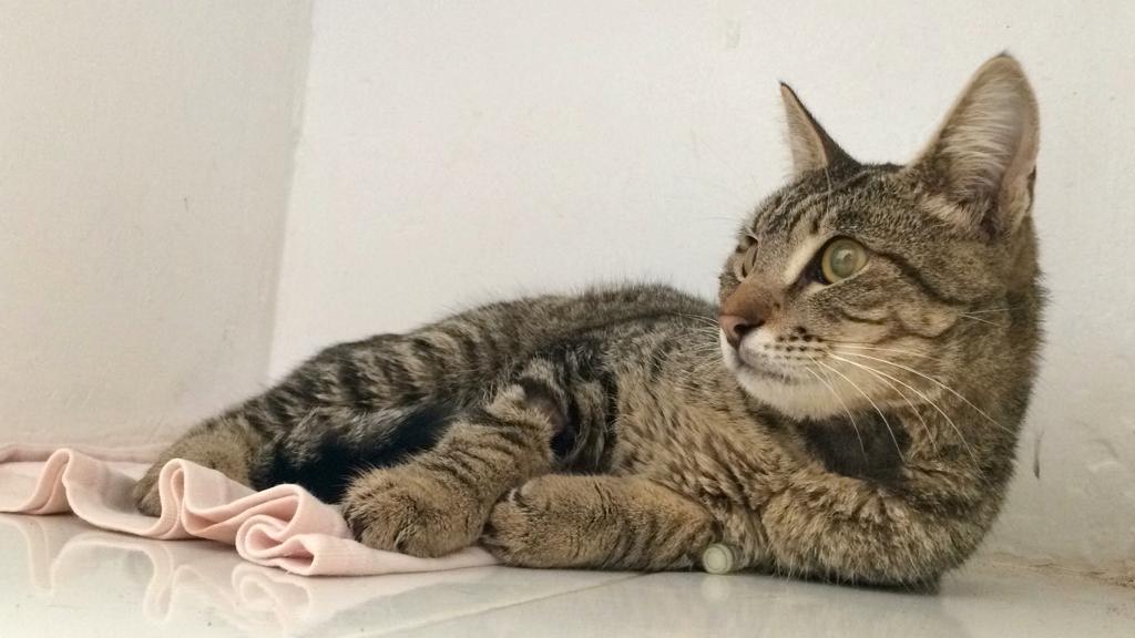 Vacinação gratuita para cães e gatos, nesta sexta (15) Vacinação gratuita para cães e gatos, nesta sexta (15)