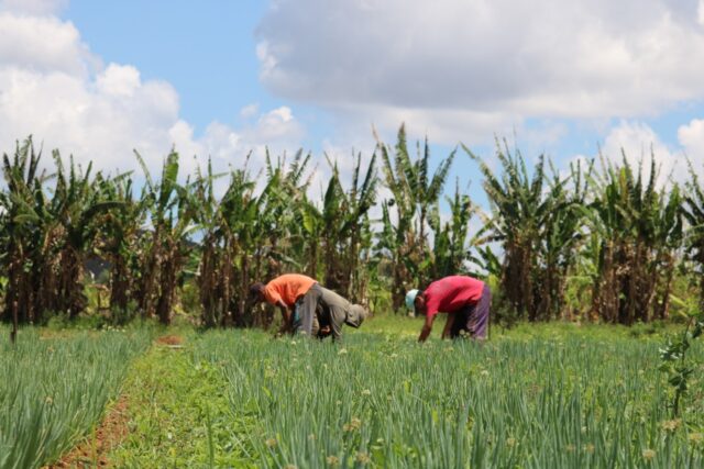 Liberação de crédito rural em 2021 no DF chega a R$ 8,8 milhões