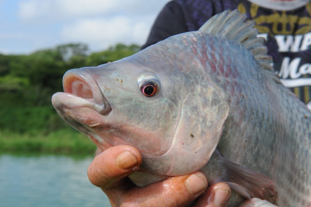 Mercado bom para peixe no Distrito Federal Mercado bom para peixe no Distrito Federal