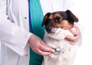 Fevereiro Roxo e Laranja: pets também podem ter Leucemia, Lúpus e mal de Alzheimer e Fibromialgia Fevereiro Roxo e Laranja: pets também podem ter Leucemia, Lúpus e mal de Alzheimer e Fibromialgia