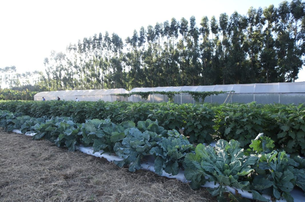 AgroBrasília apresenta tecnologias para produtores de todos os portes AgroBrasília apresenta tecnologias para produtores de todos os portes