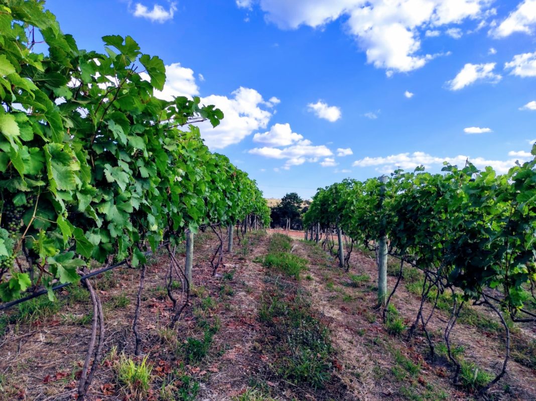 Fazenda a 65 km de Brasília proporciona passeios enoturísticos para amantes de vinhos Fazenda a 65 km de Brasília proporciona passeios enoturísticos para amantes de vinhos