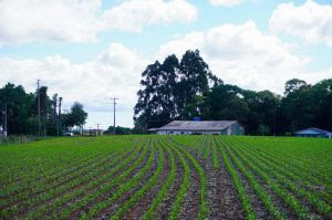 Sistema inteligente para plantio é destaque na AgroBrasília Sistema inteligente para plantio é destaque na AgroBrasília