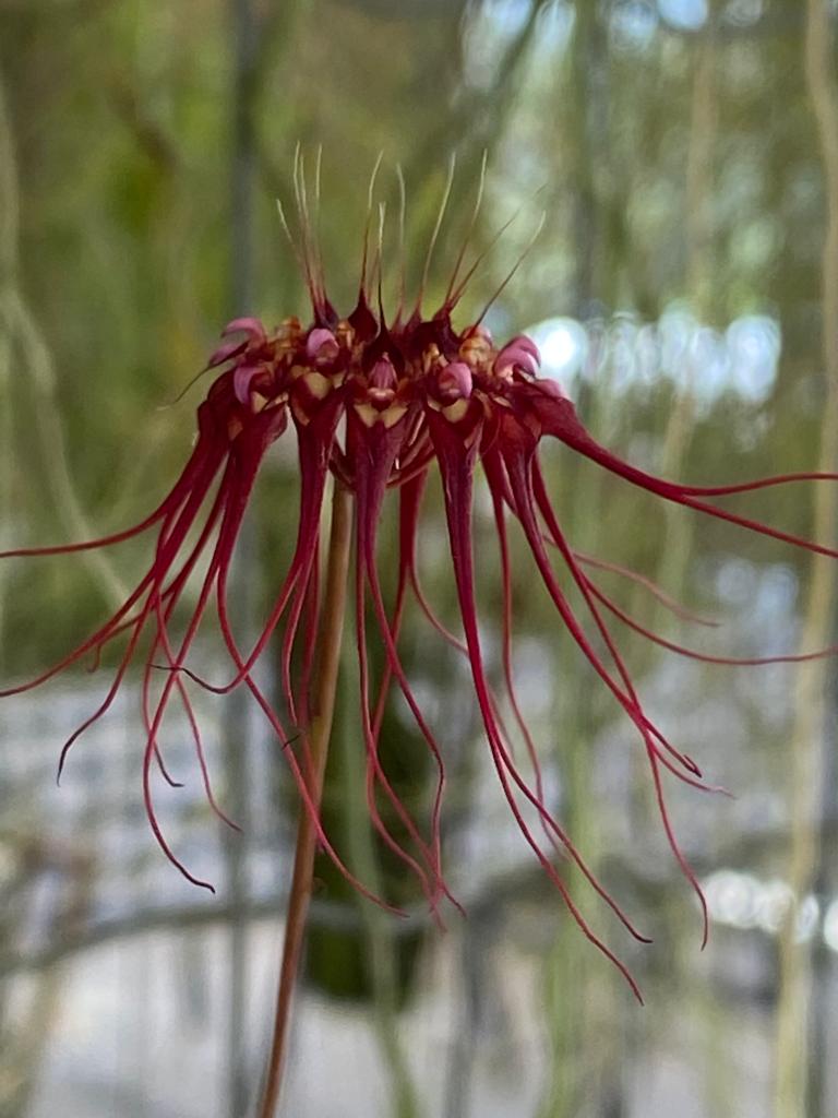 Liberty Mall recebe 2ª edição de exposição de orquídeas