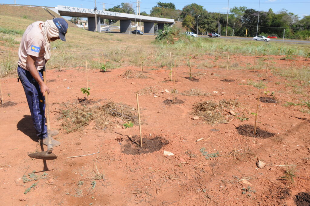 Parque dos Pioneiros recebe o plantio de 900 mudas de espécies nativas