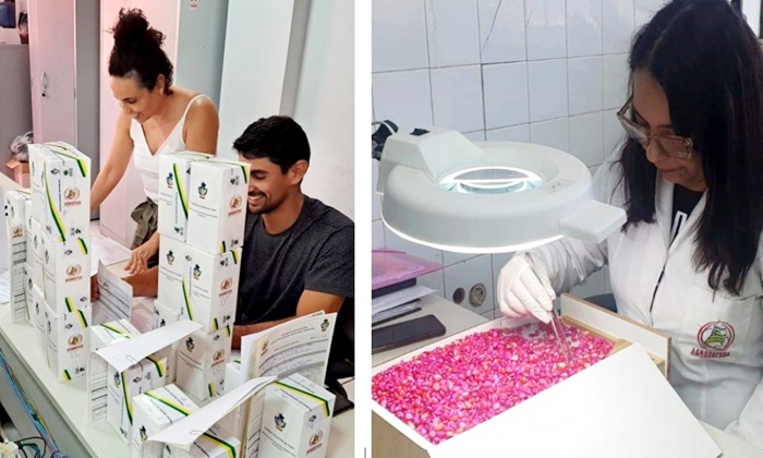 Agrodefesa avalia sementes comercializadas no mercado goiano Agrodefesa avalia sementes comercializadas no mercado goiano