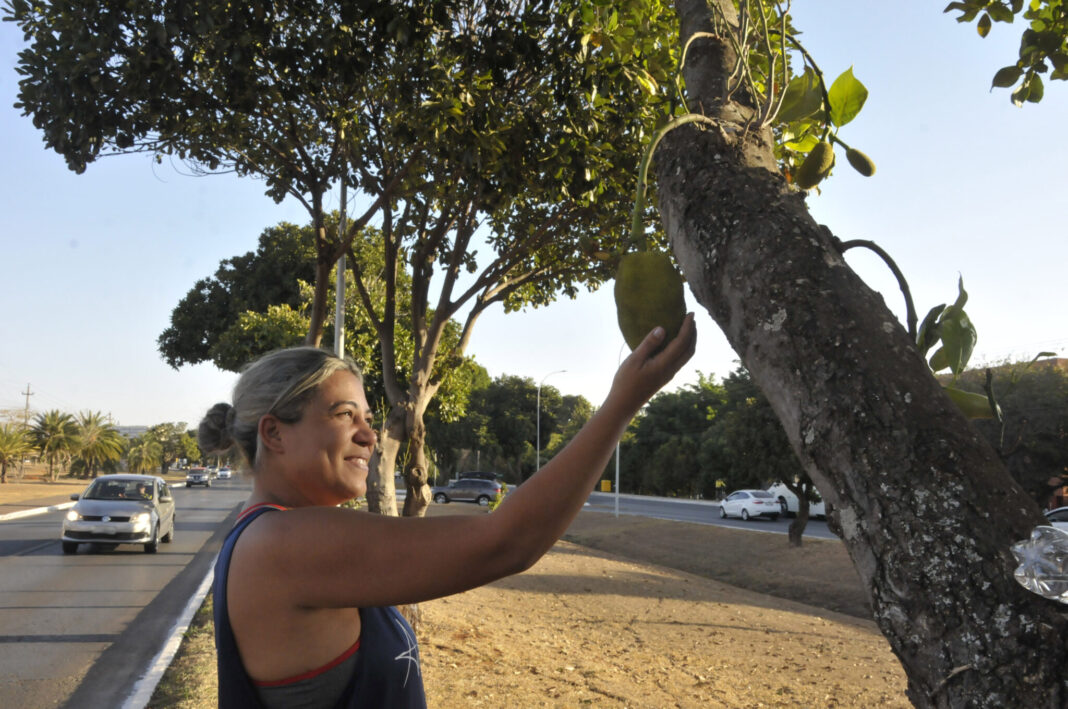 Com 950 mil árvores frutíferas de 35 espécies, DF é pomar a céu aberto Com 950 mil árvores frutíferas de 35 espécies, DF é pomar a céu aberto