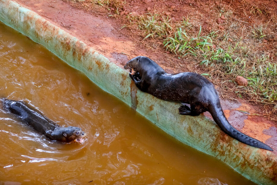 Deu match no Zoológico: ariranha ganha companheira Deu match no Zoológico: ariranha ganha companheira