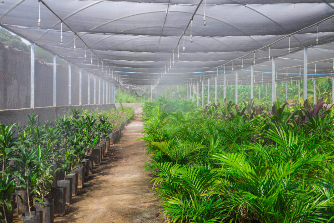Cidade-parque, Brasília tem 5,5 milhões de árvores e 650 jardins públicos Cidade-parque, Brasília tem 5,5 milhões de árvores e 650 jardins públicos