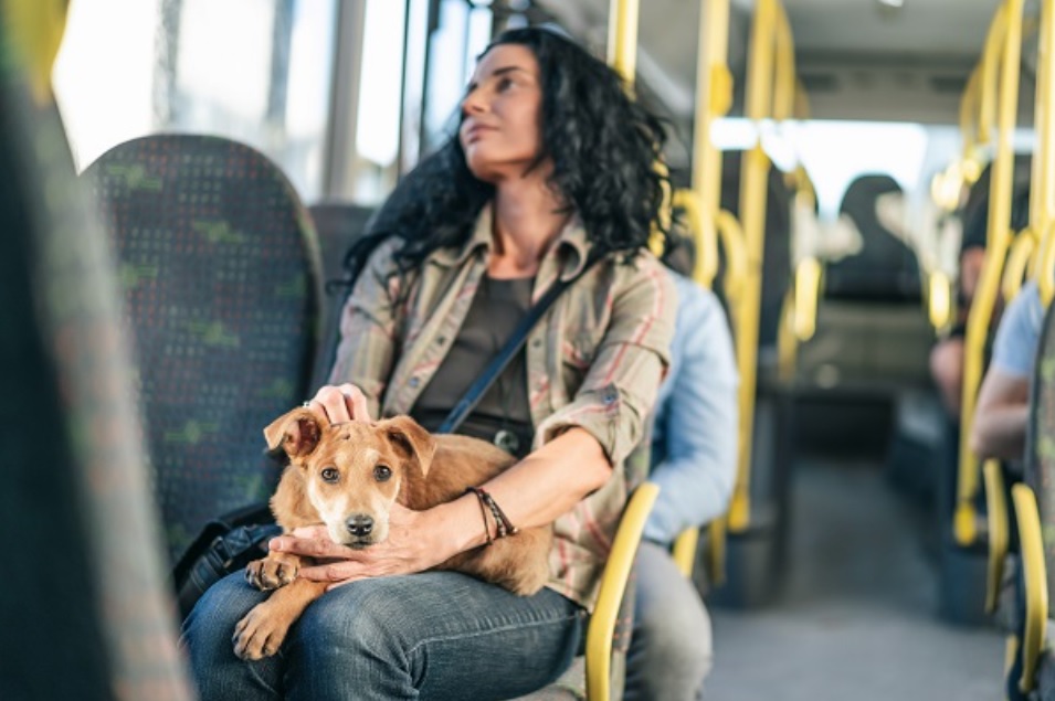 Pets com coleira e guia agora podem ser levados em ônibus e metrô Pets com coleira e guia agora podem ser levados em ônibus e metrô