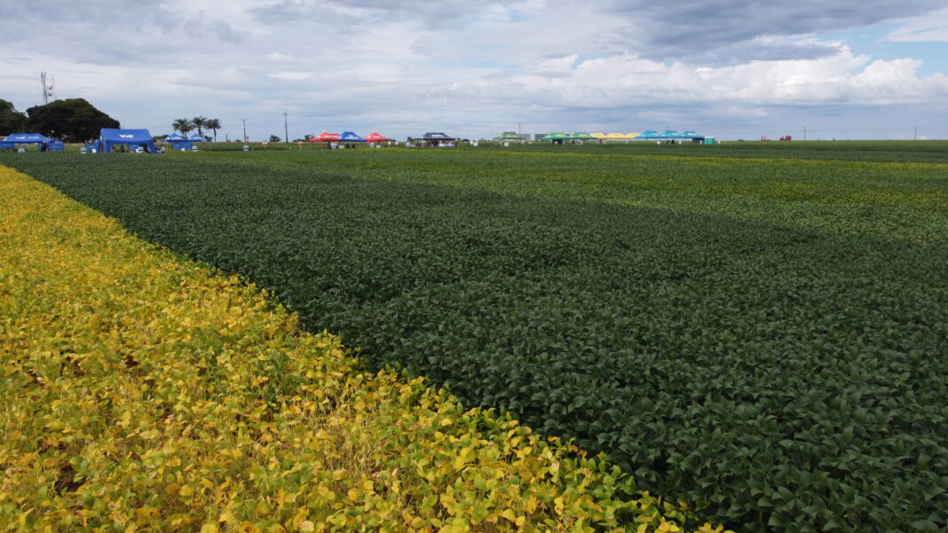 Agronegócio supera adversidades em 2022 e vai buscar crescimento para 2023. AgroBrasília apoia desenvolvimento do setor Agronegócio supera adversidades em 2022 e vai buscar crescimento para 2023. AgroBrasília apoia desenvolvimento do setor