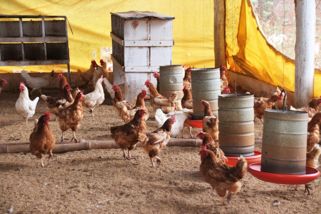 Inscrições abertas para curso online sobre agroindústria de ovos Inscrições abertas para curso online sobre agroindústria de ovos