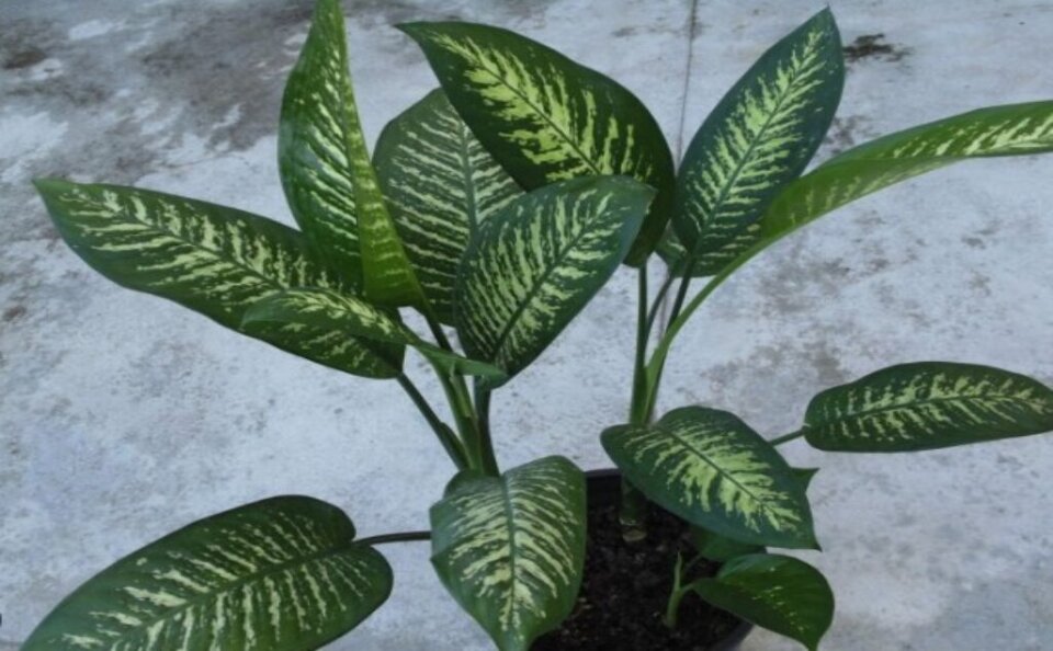Saúde alerta para casos de intoxicação de crianças por plantas Saúde alerta para casos de intoxicação de crianças por plantas