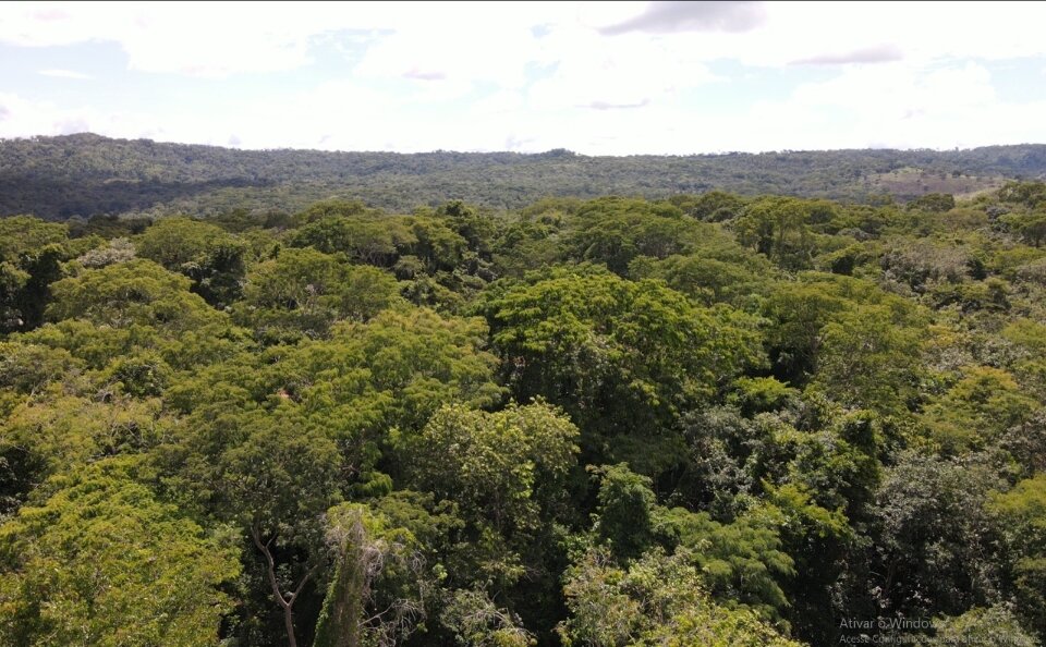 Parques Altamiro e João Leite recebem mais de 1,6 milhão de mudas nativas Parques Altamiro e João Leite recebem mais de 1,6 milhão de mudas nativas