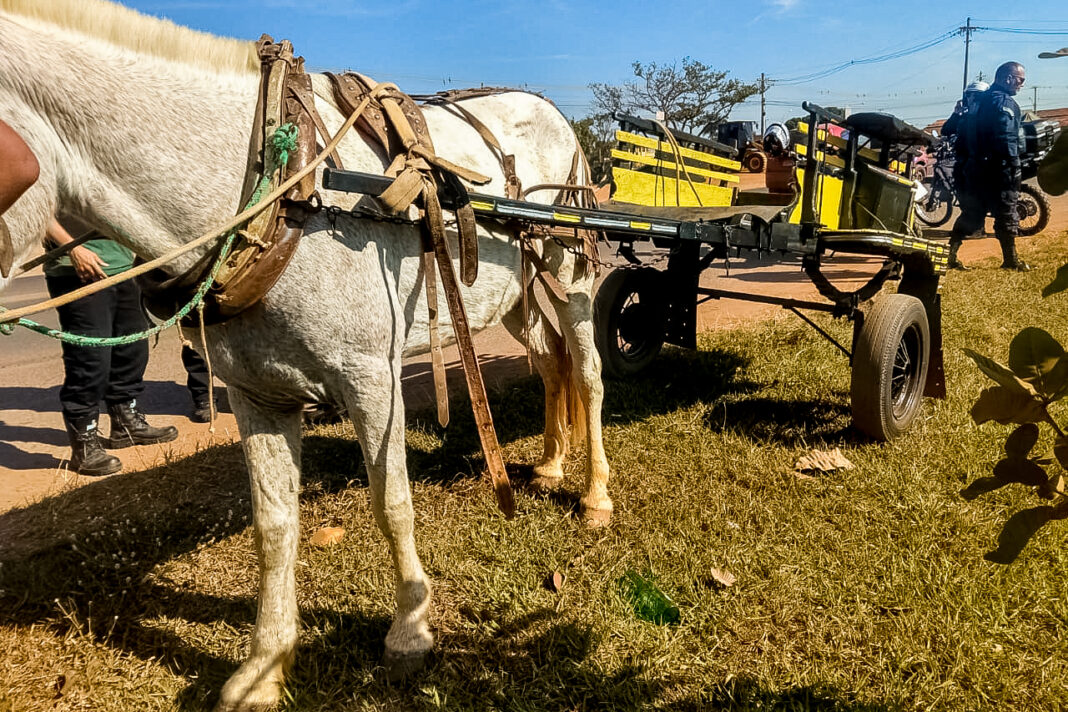 Governo intensifica ações para inserção dos carroceiros no mercado Governo intensifica ações para inserção dos carroceiros no mercado