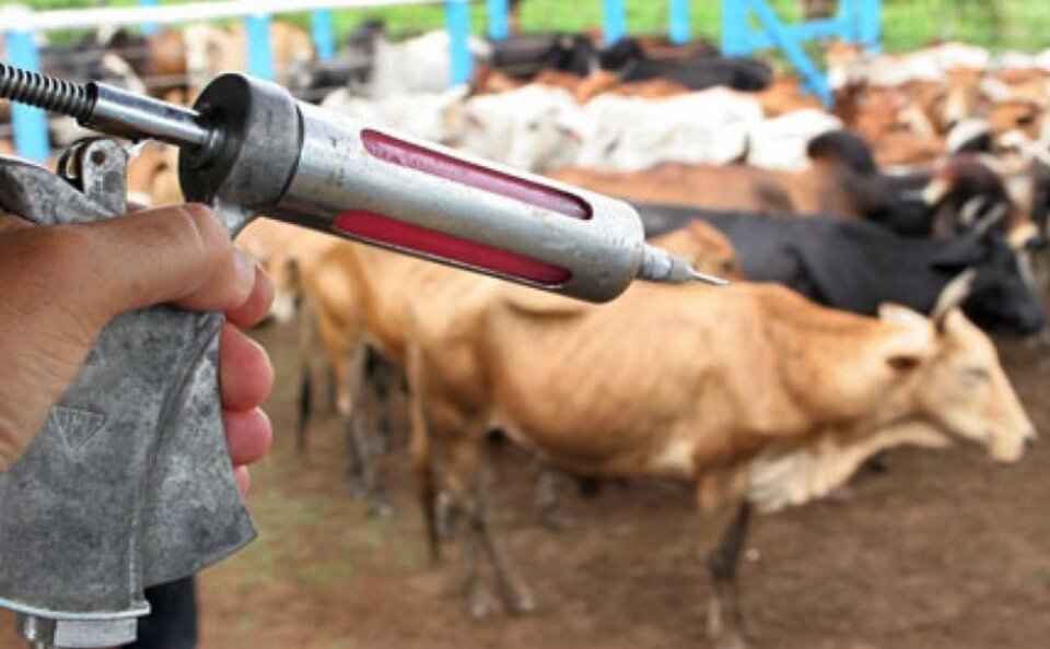 Raiva dos herbívoros: Agrodefesa divulga lista de municípios com alto risco Raiva dos herbívoros: Agrodefesa divulga lista de municípios com alto risco