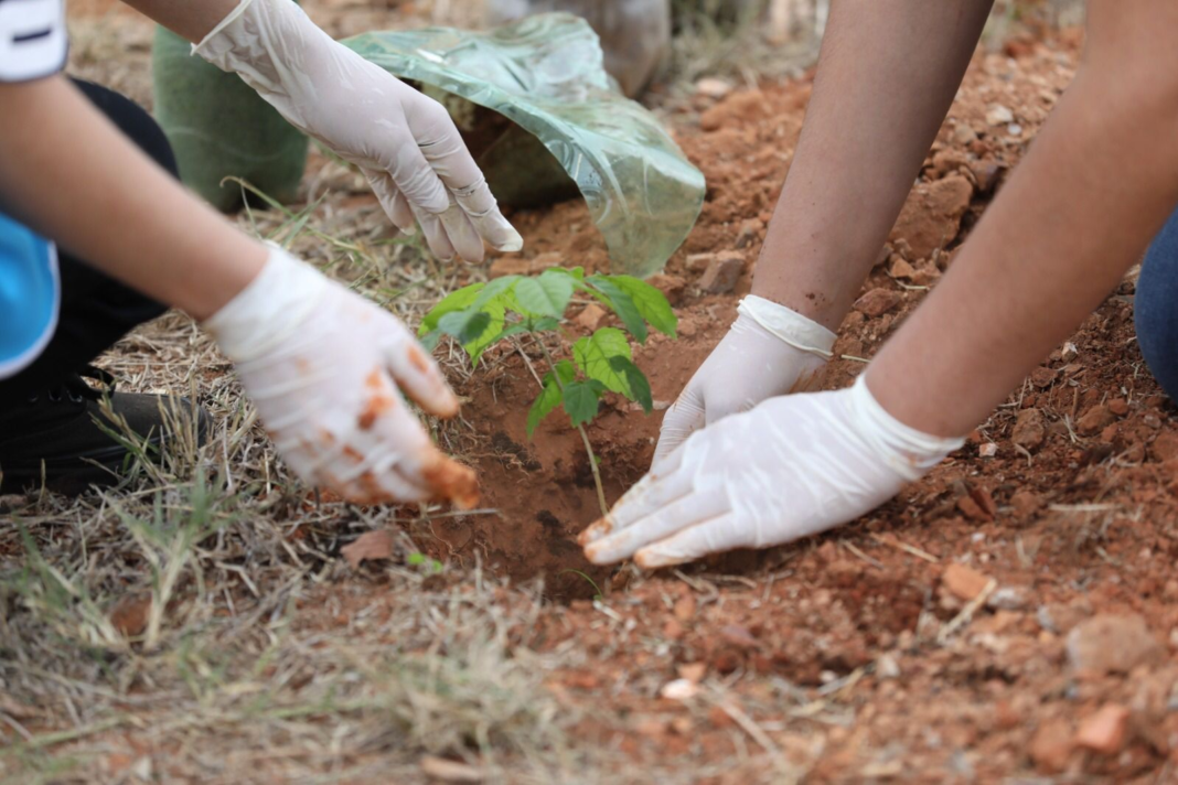 Gosta do contato com a natureza e deseja plantar uma árvore? Vem descobrir tudo sobre o assunto!