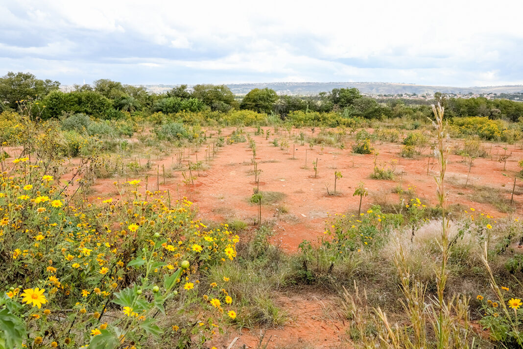 Um ano e meio depois, Bosque dos Ipês segue vivo e com árvores despontando Um ano e meio depois, Bosque dos Ipês segue vivo e com árvores despontando