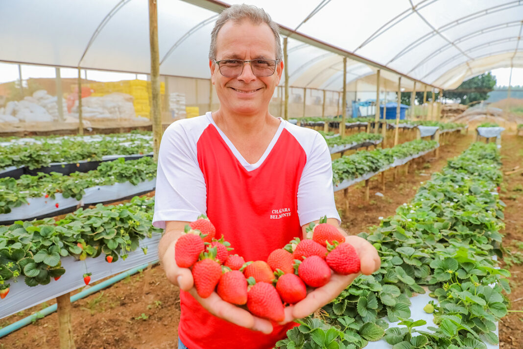 Brazlândia receberá cerca de 500 mil pessoas na Festa do Morango Brazlândia receberá cerca de 500 mil pessoas na Festa do Morango