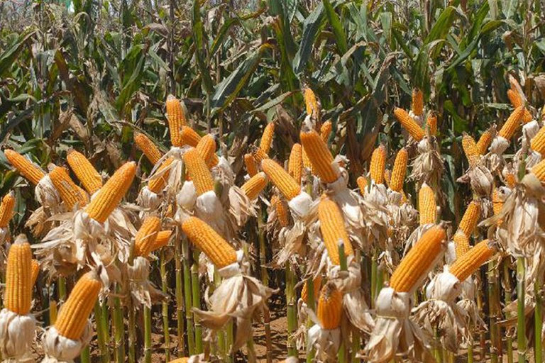 Crescimento na produção de grãos no DF é estimada em 5,2% Crescimento na produção de grãos no DF é estimada em 5,2%