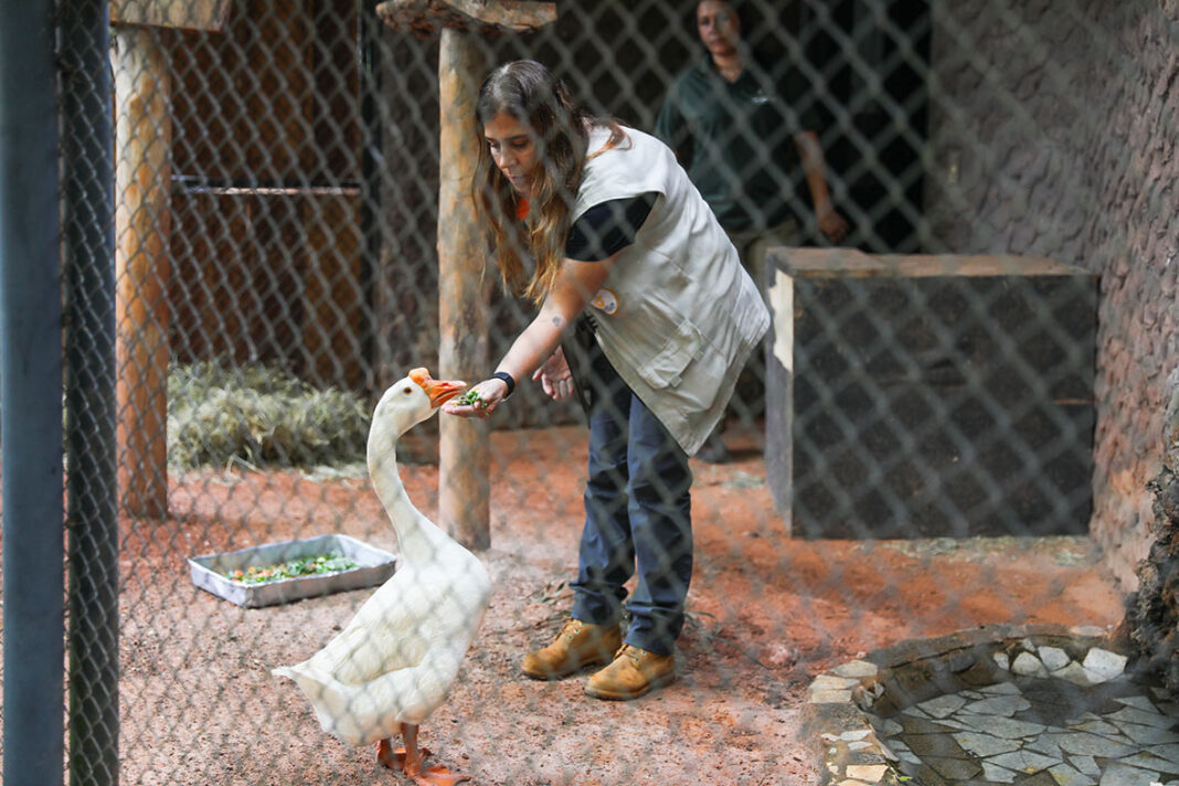 Bené, o ganso órfão, é levado para o Zoológico de Brasília