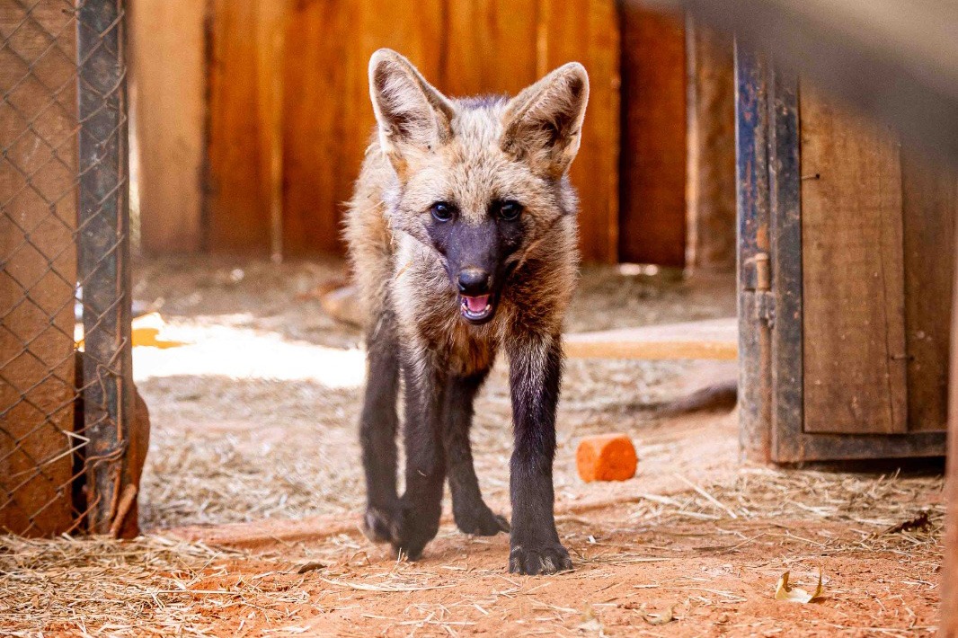 Loba-guará Atena é eleita símbolo do Zoológico de Brasília