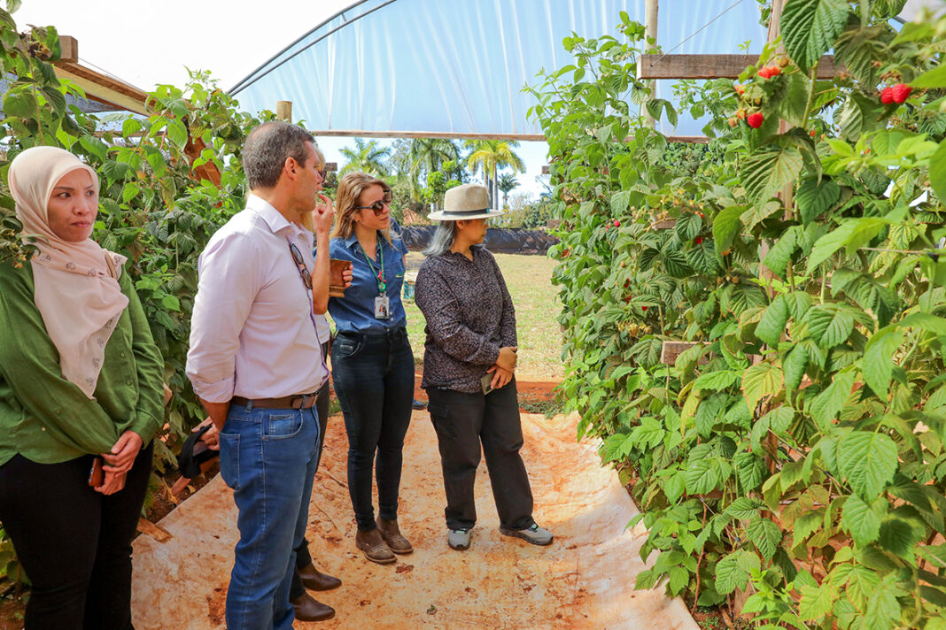Agro do Quadrado: Rota da Fruticultura desperta interesse de missão da Malásia Agro do Quadrado: Rota da Fruticultura desperta interesse de missão da Malásia